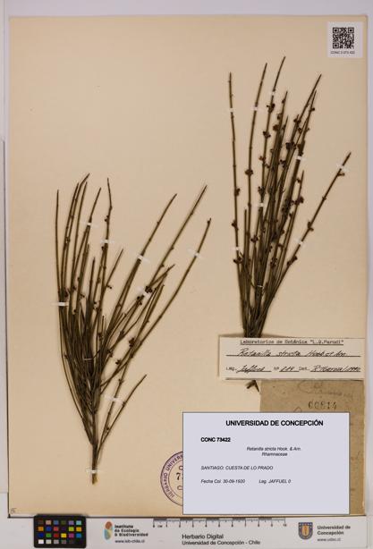 Retanilla stricta [Espécimen: UDEC:CONC:0073422]