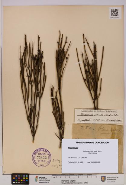 Retanilla stricta [Espécimen: UDEC:CONC:0073423]