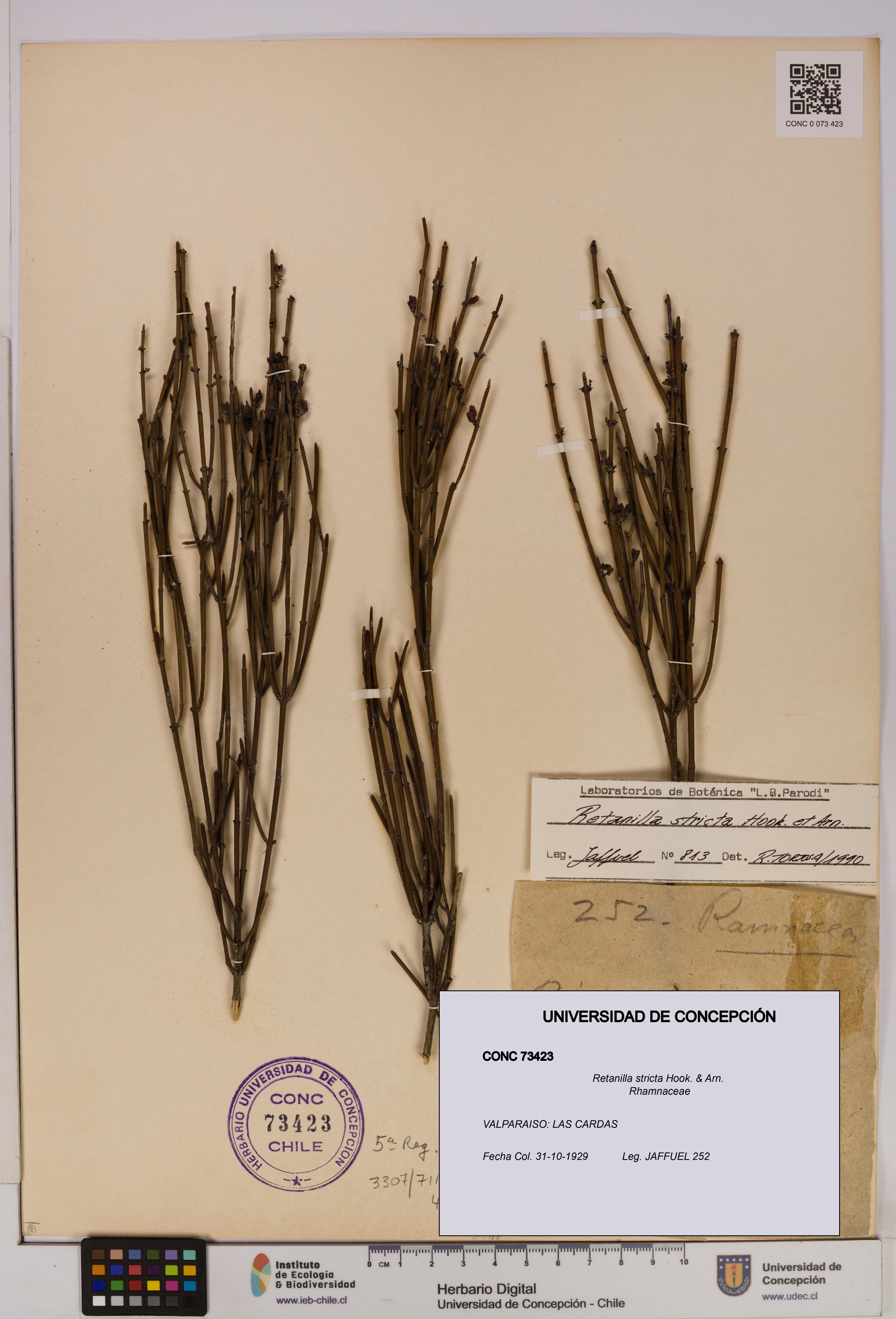 Retanilla stricta [Espécimen: UDEC:CONC:0073423]