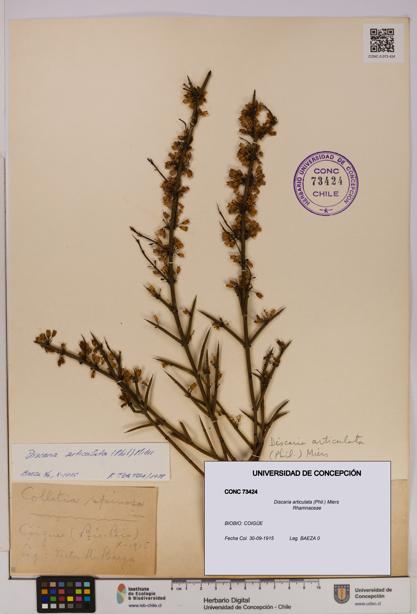 Discaria articulata [Espécimen: UDEC:CONC:0073424]