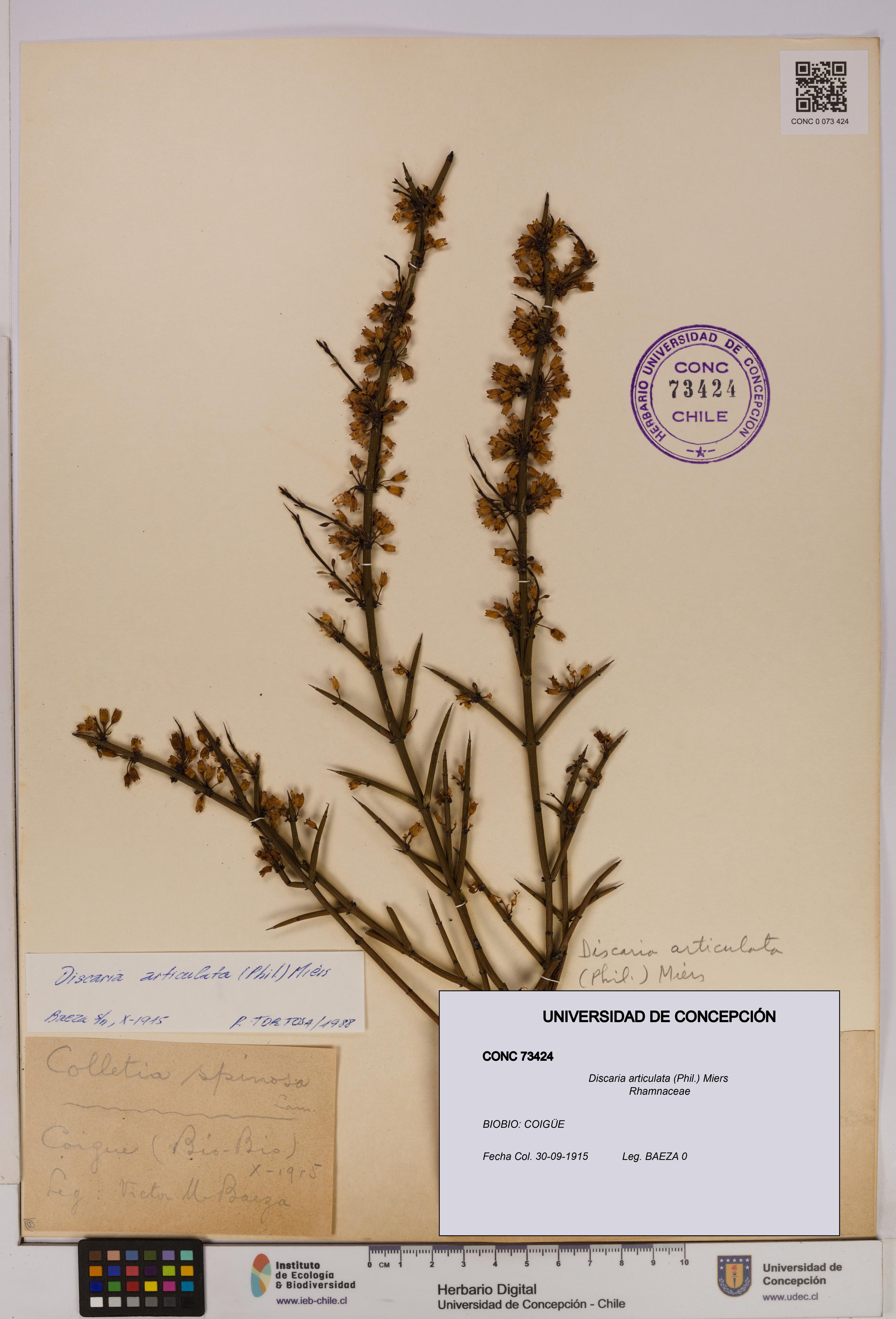 Discaria articulata [Espécimen: UDEC:CONC:0073424]