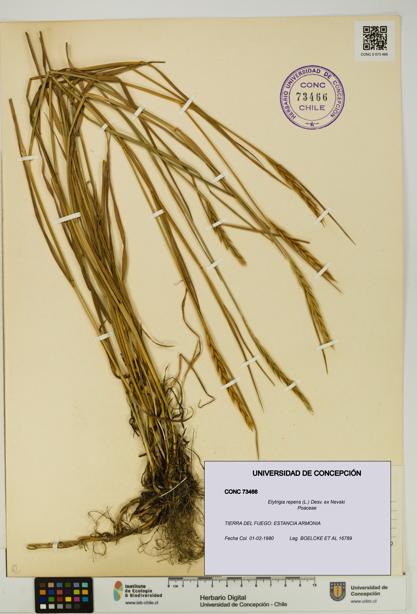 Elytrigia repens [Espécimen: UDEC:CONC:0073466]