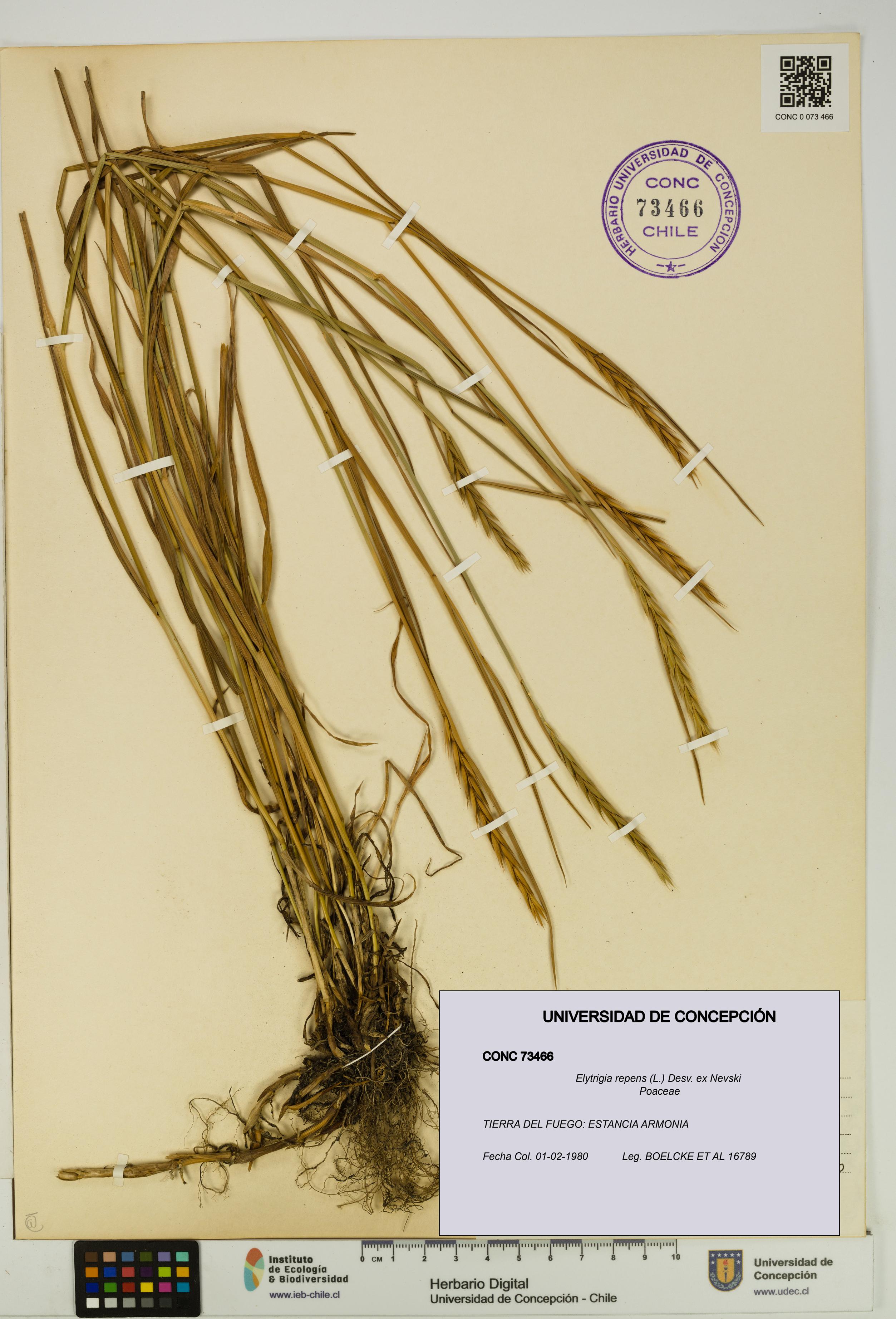 Elytrigia repens [Espécimen: UDEC:CONC:0073466]