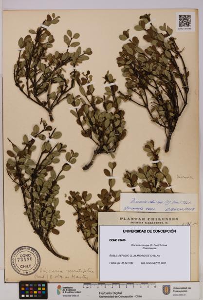 Discaria chacaye [Espécimen: UDEC:CONC:0073480]