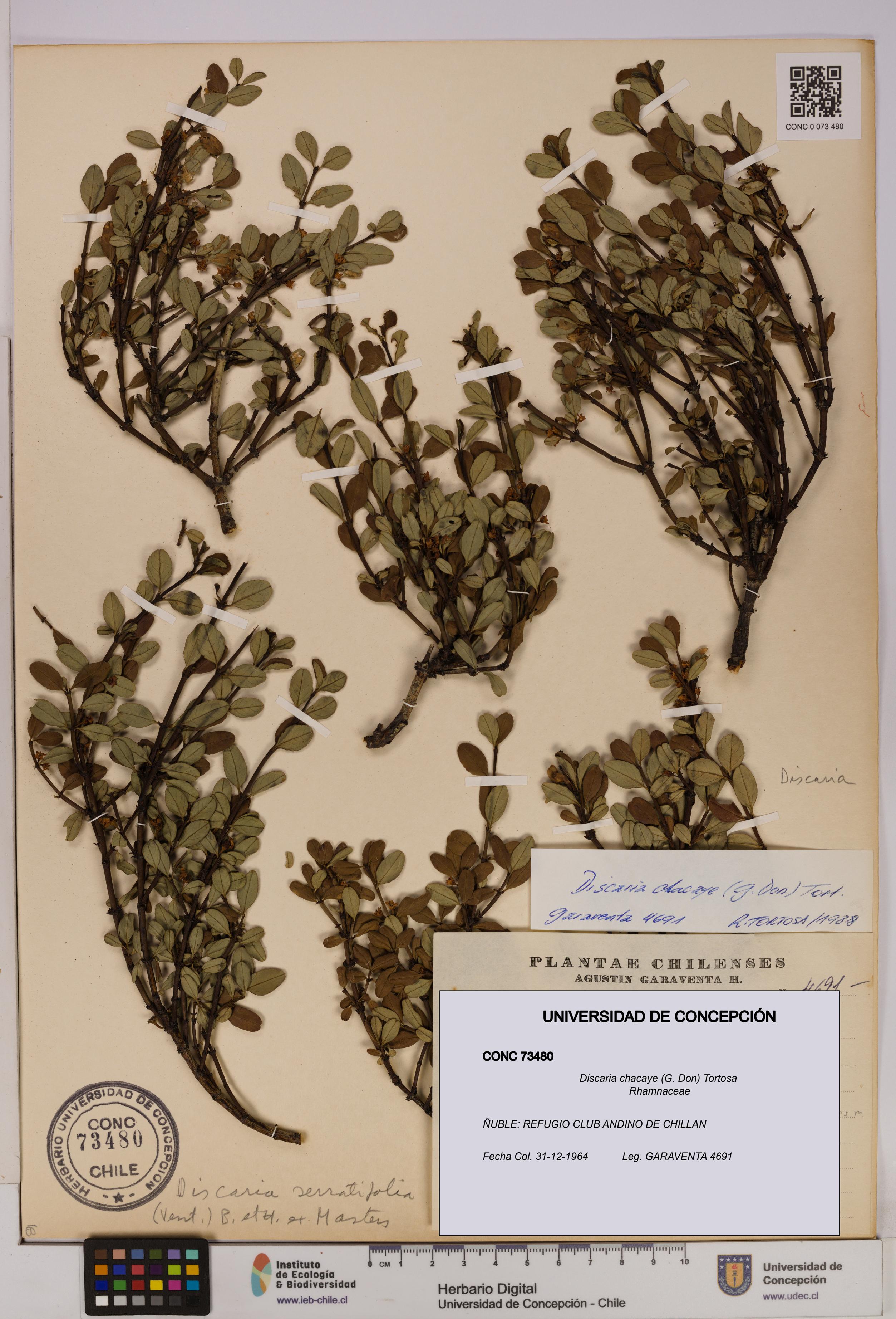 Discaria chacaye [Espécimen: UDEC:CONC:0073480]