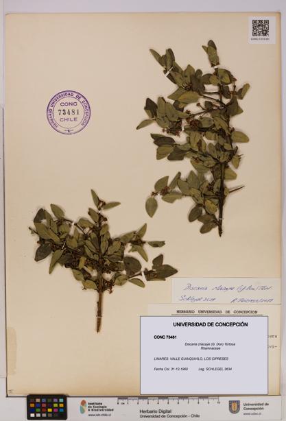 Discaria chacaye [Espécimen: UDEC:CONC:0073481]