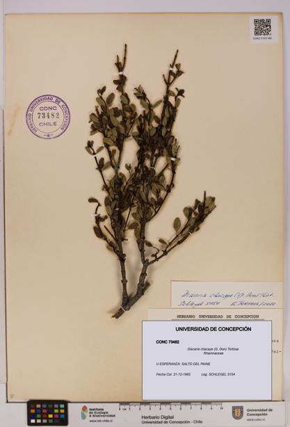 Discaria chacaye [Espécimen: UDEC:CONC:0073482]