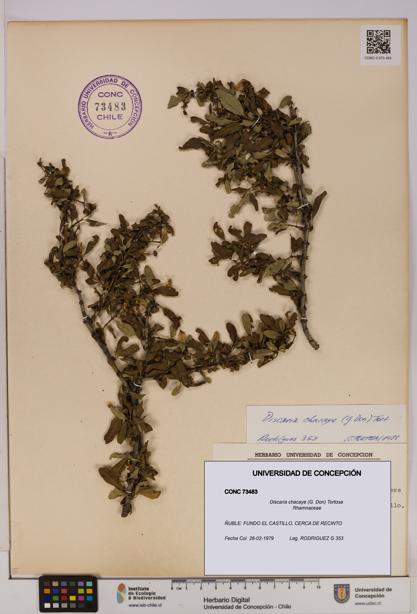 Discaria chacaye [Espécimen: UDEC:CONC:0073483]