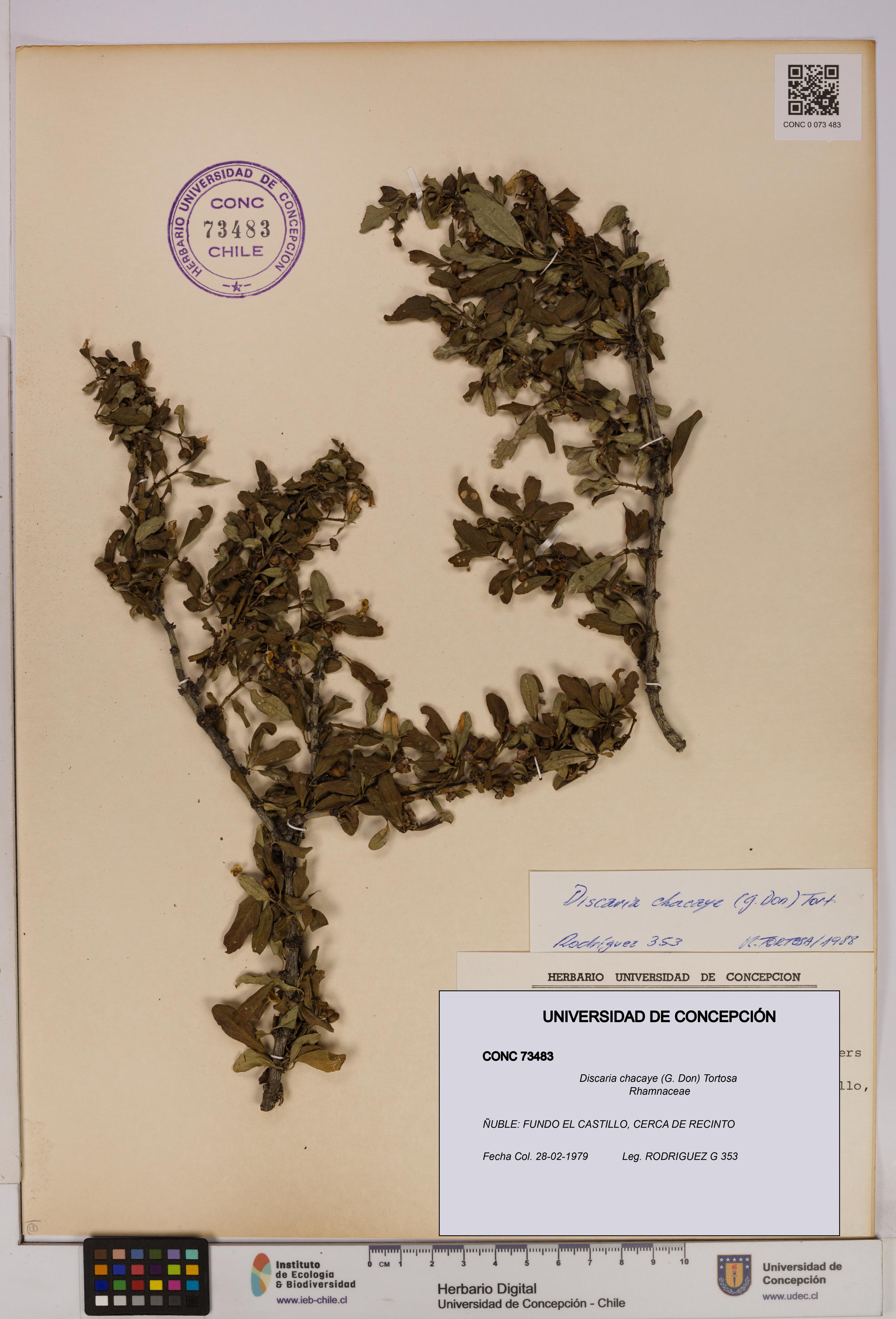 Discaria chacaye [Espécimen: UDEC:CONC:0073483]