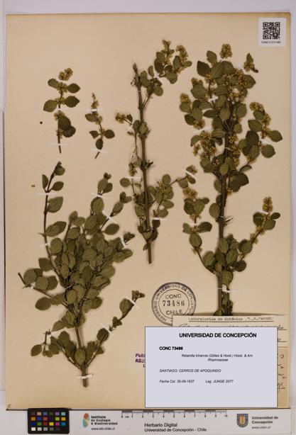 Retanilla trinervia [Espécimen: UDEC:CONC:0073486]