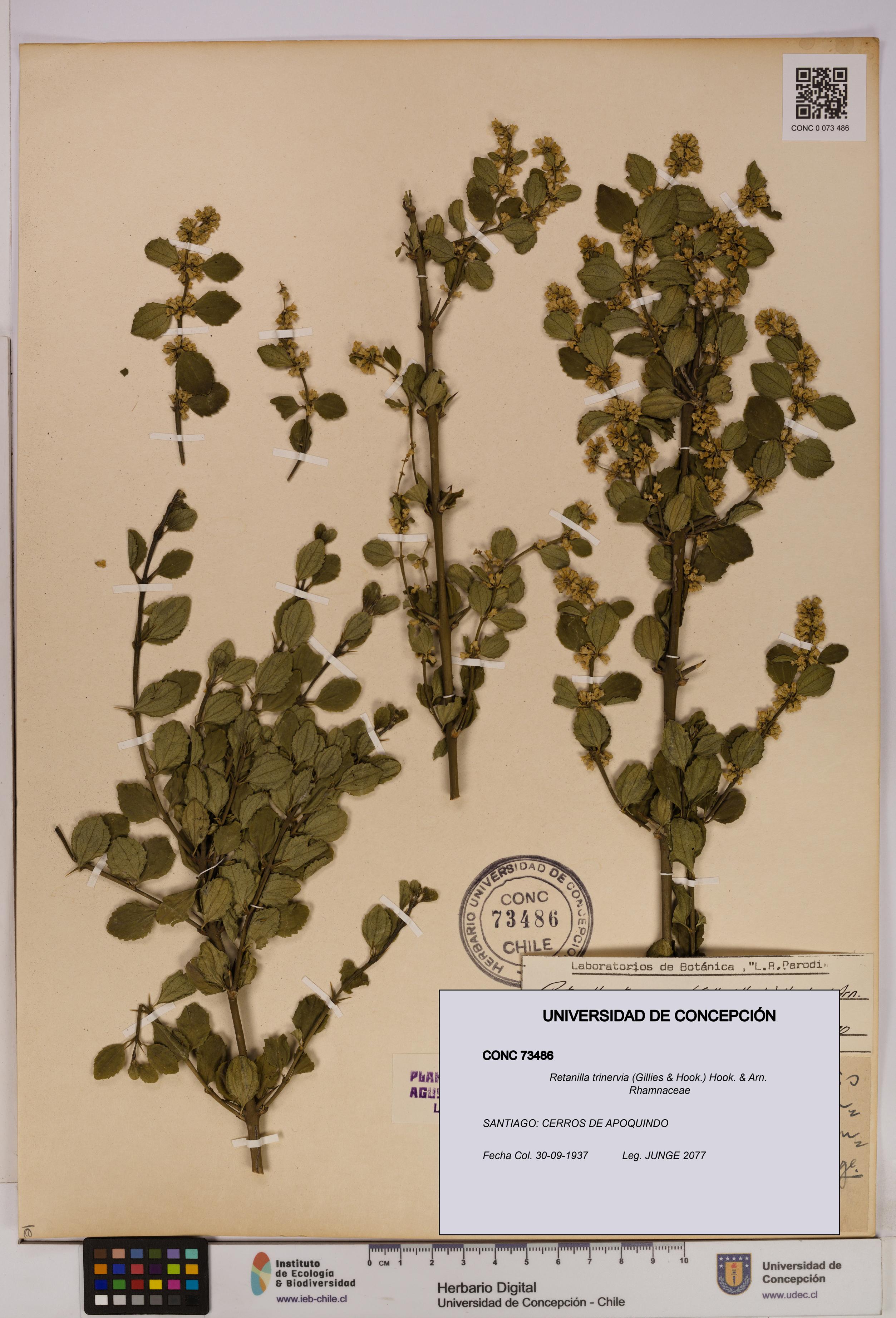 Retanilla trinervia [Espécimen: UDEC:CONC:0073486]