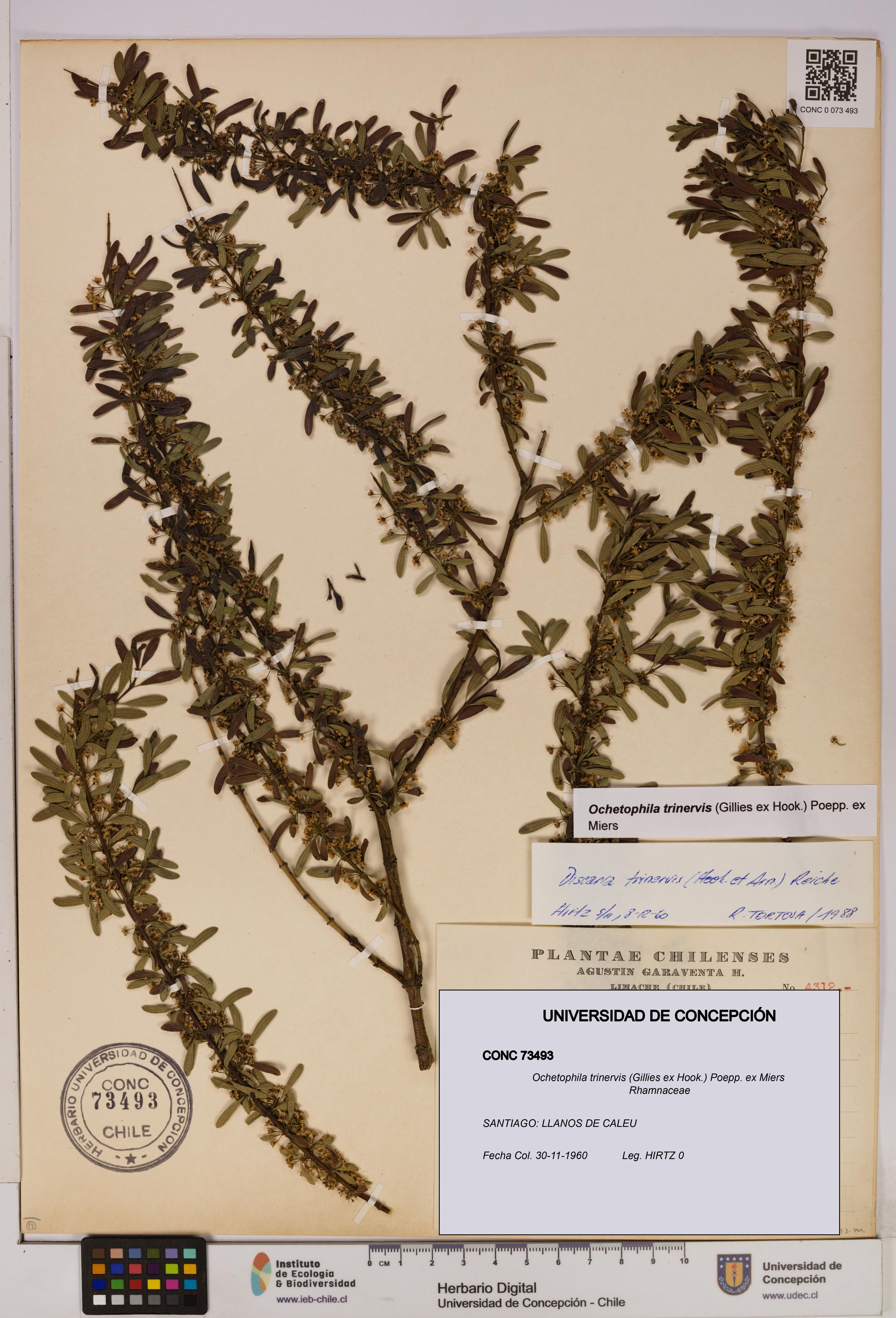 Ochetophila trinervis [Espécimen: UDEC:CONC:0073493]