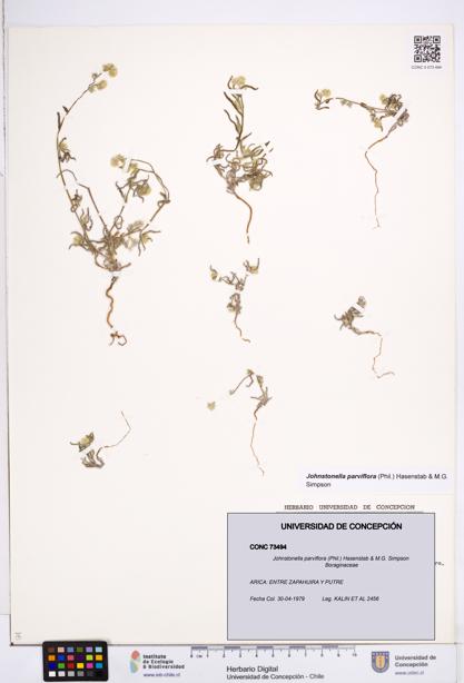 Johnstonella parviflora [Espécimen: ]