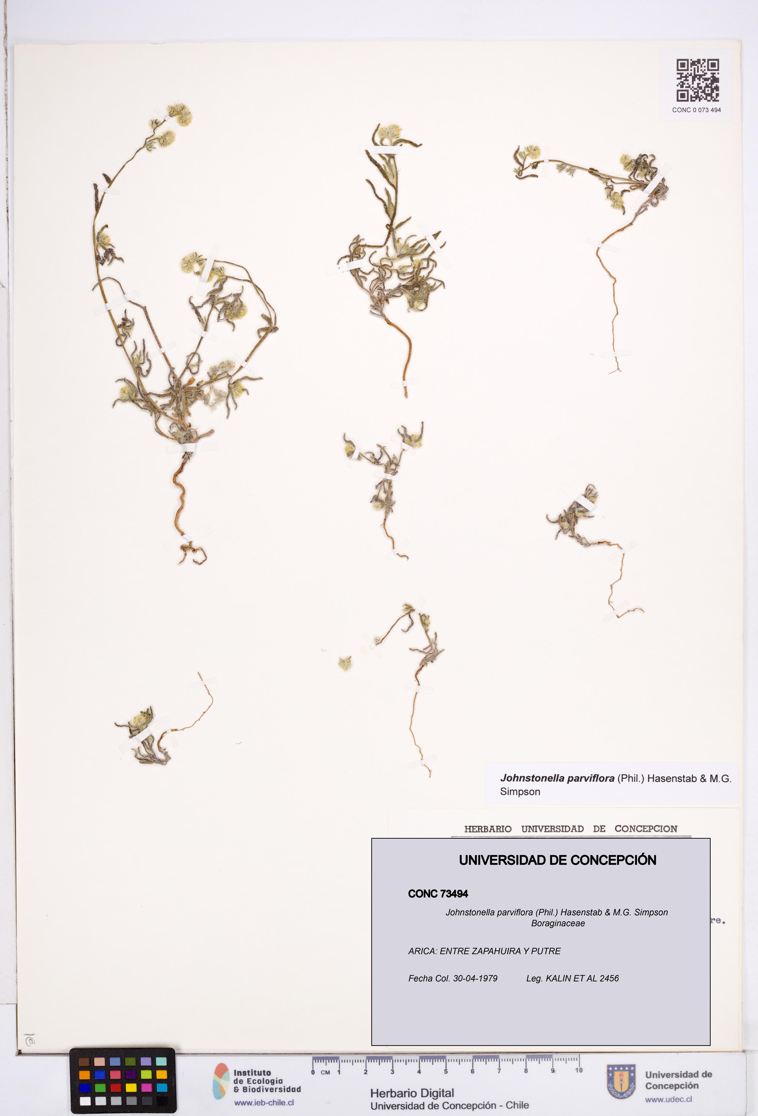 Johnstonella parviflora [Espécimen: ]