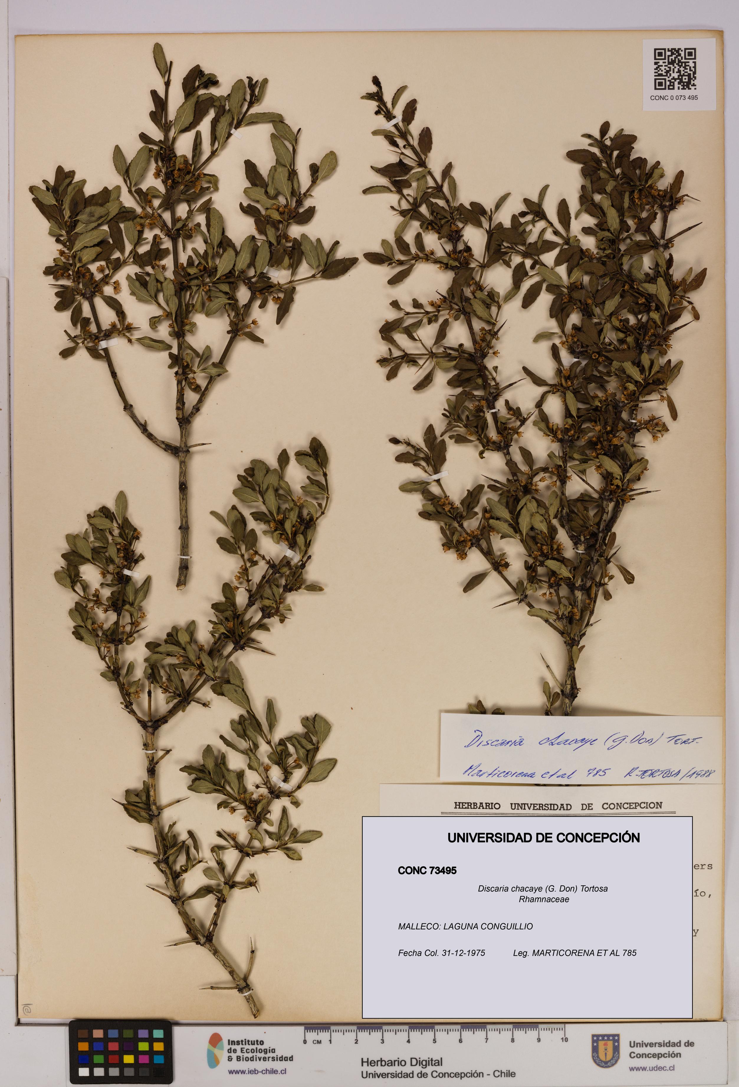 Discaria chacaye [Espécimen: UDEC:CONC:0073495]