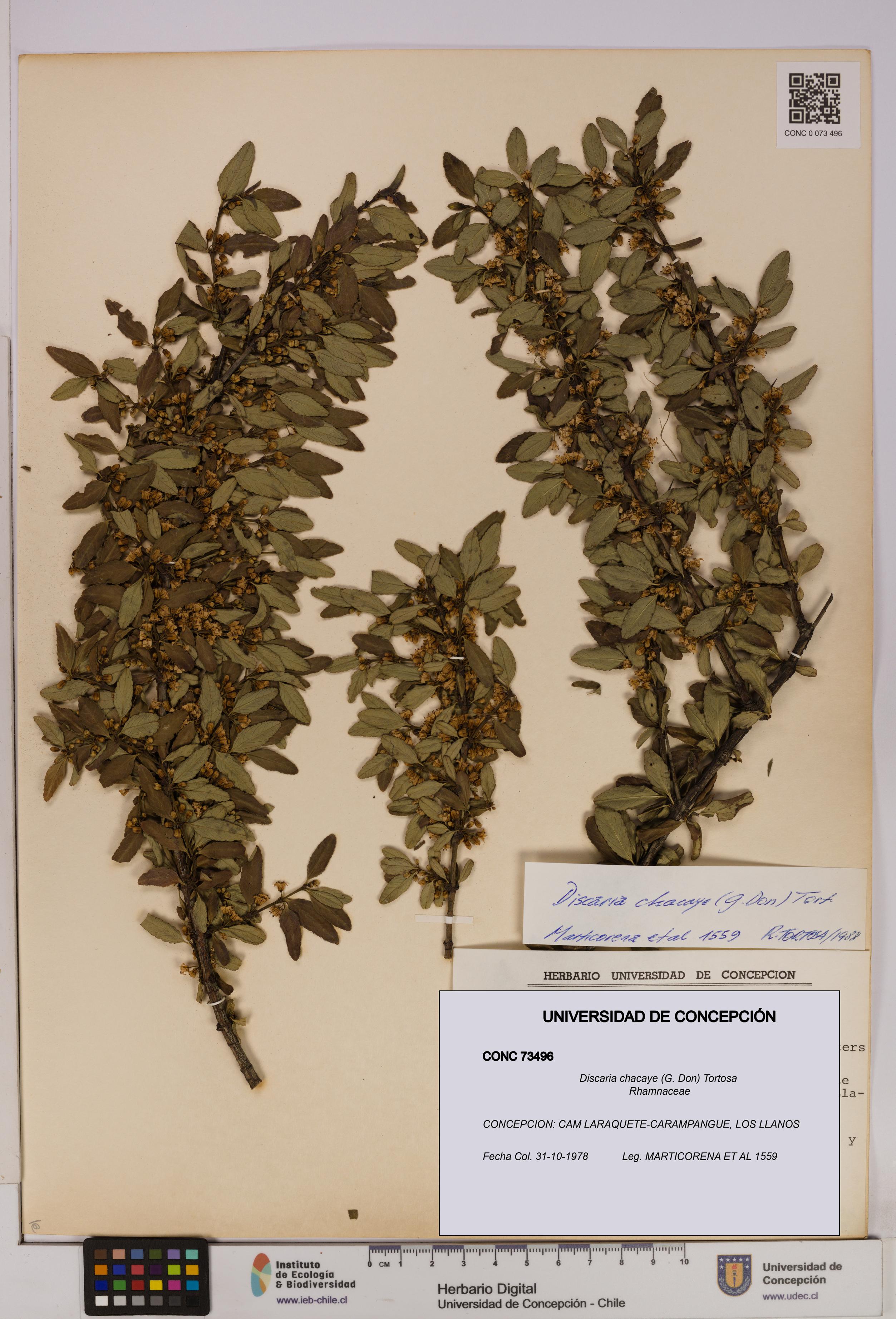 Discaria chacaye [Espécimen: UDEC:CONC:0073496]