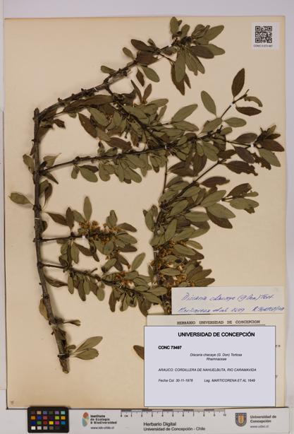 Discaria chacaye [Espécimen: UDEC:CONC:0073497]