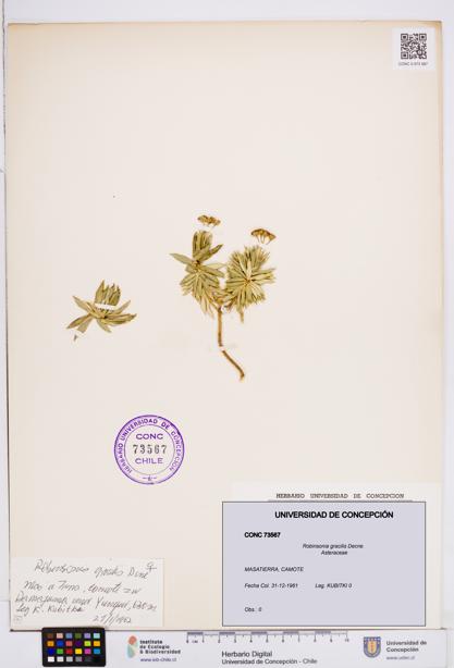Robinsonia gracilis [Espécimen: ]