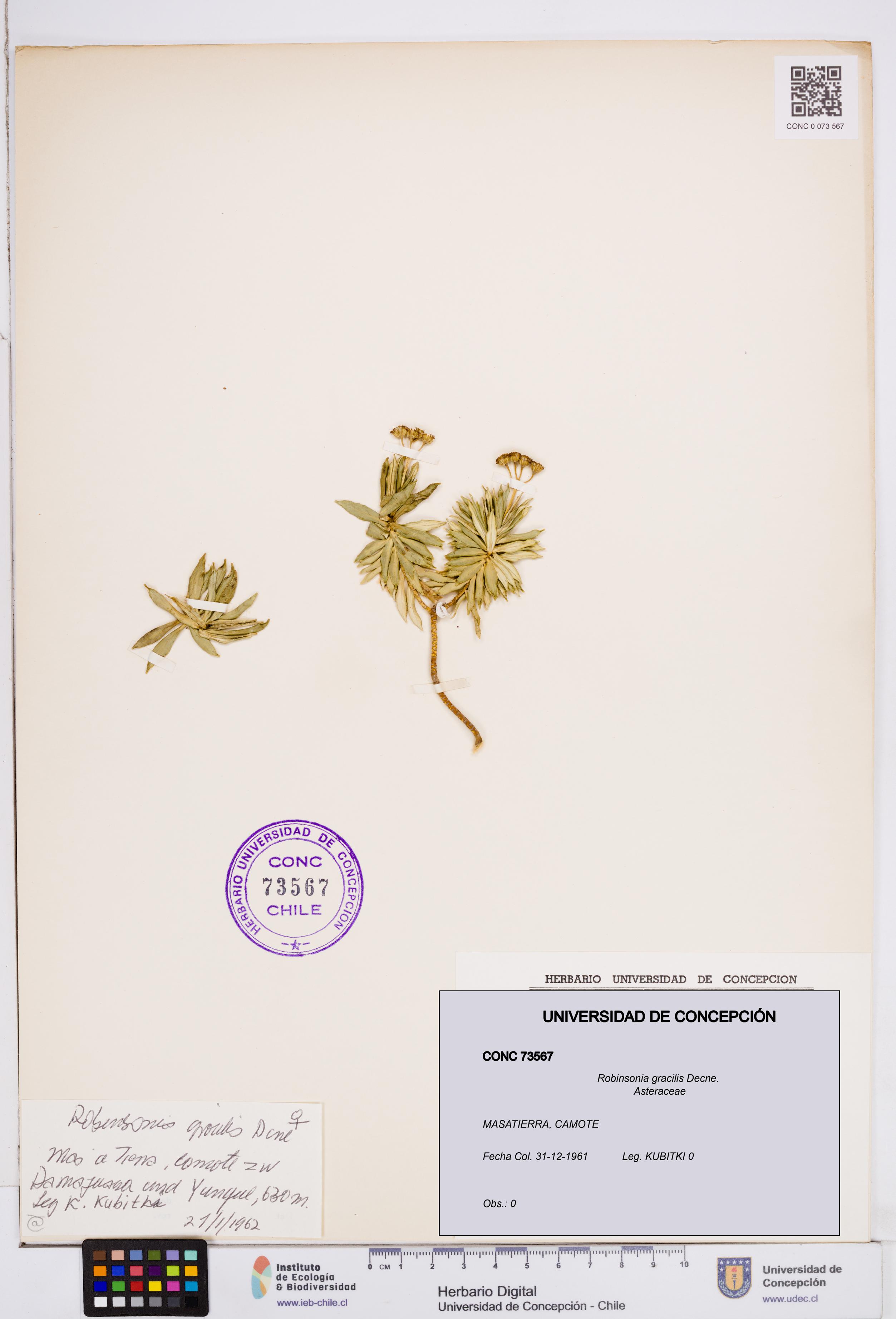 Robinsonia gracilis [Espécimen: ]