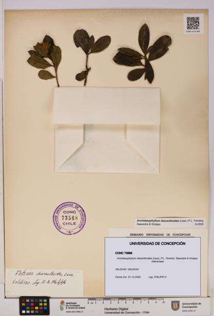 Archidasyphyllum diacanthoides [Espécimen: UDEC:CONC:0073568]