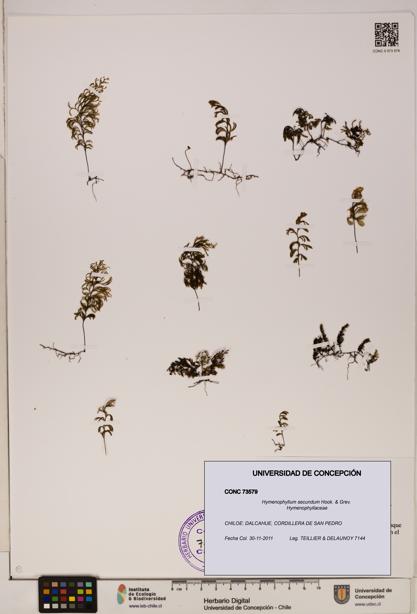 Hymenophyllum secundum [Espécimen: ]