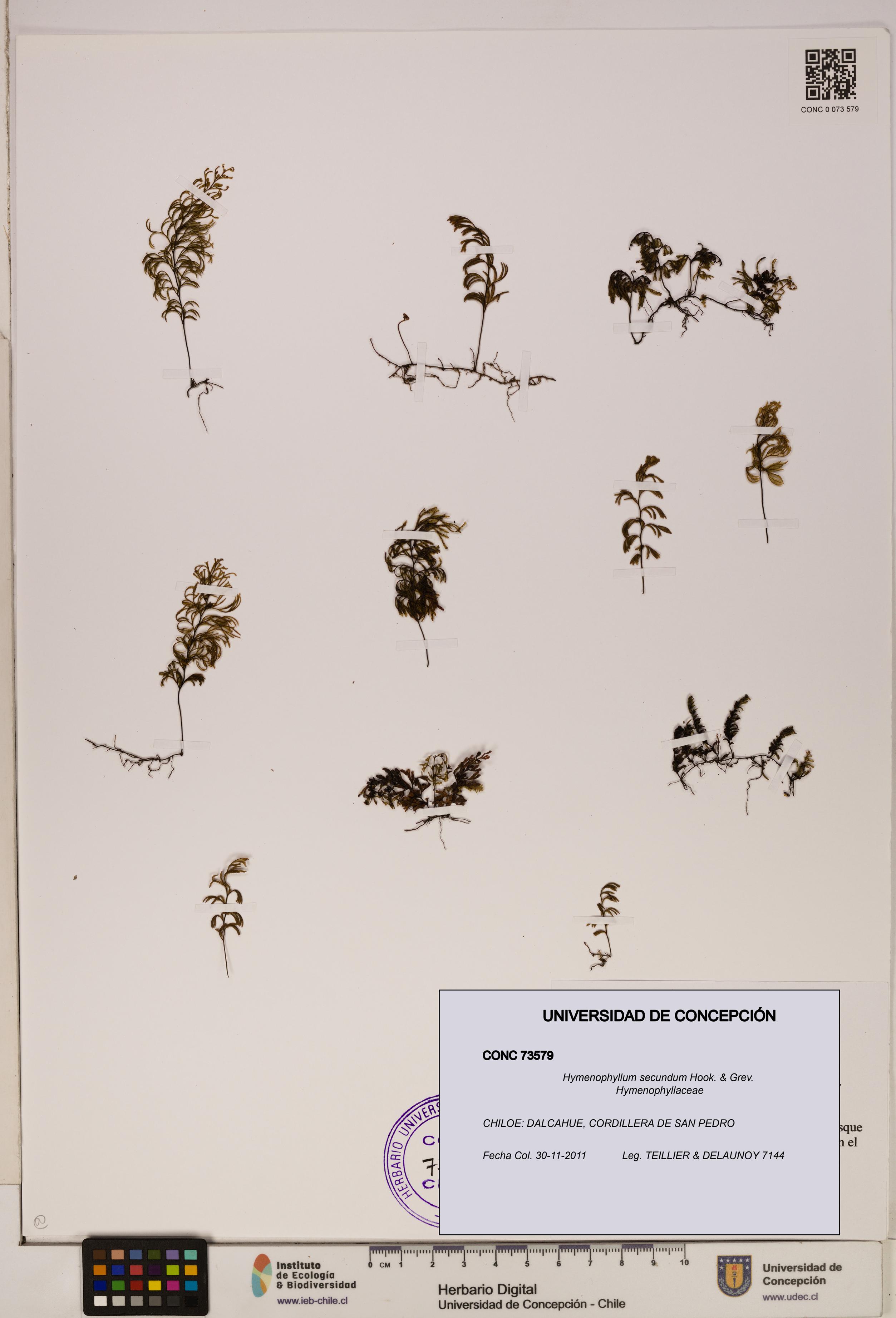 Hymenophyllum secundum [Espécimen: ]