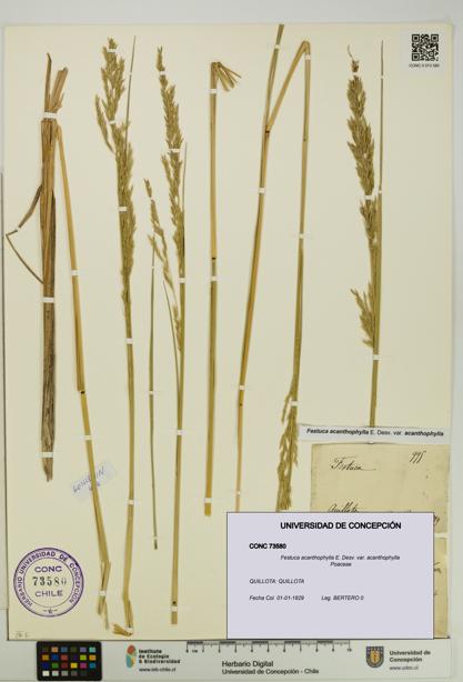 Festuca acanthophylla var. acanthophylla [Espécimen: UDEC:CONC:0073580]