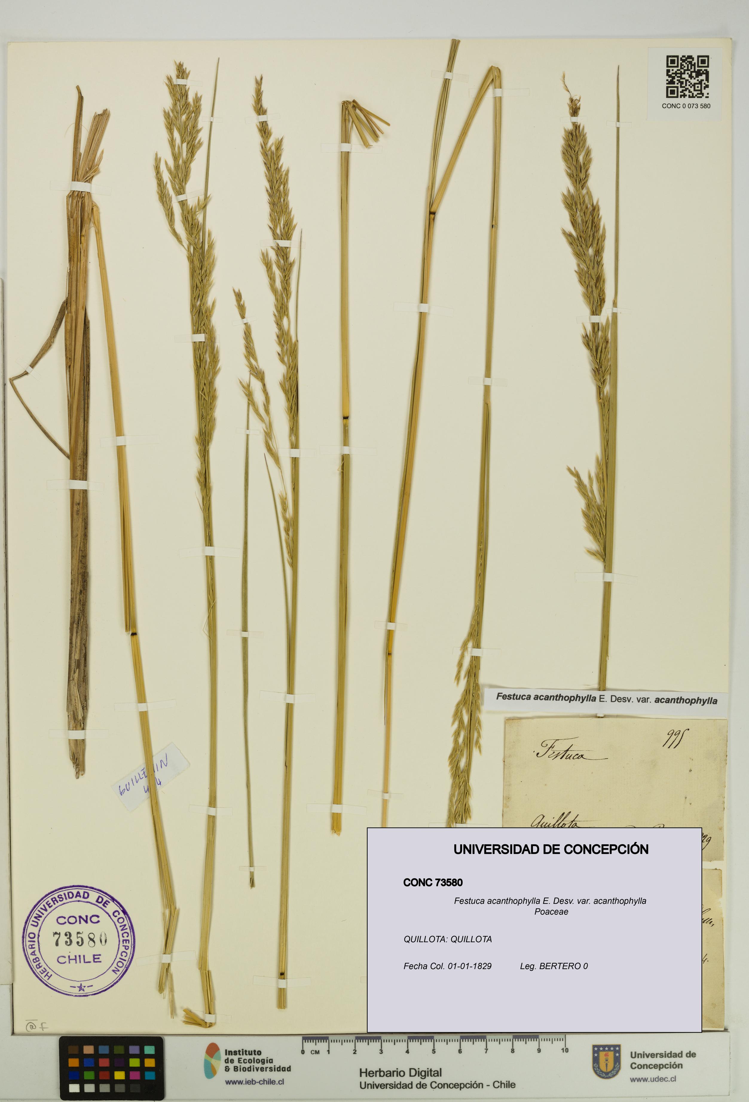 Festuca acanthophylla var. acanthophylla [Espécimen: UDEC:CONC:0073580]