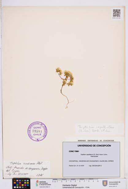 Triptilion capillatum [Espécimen: ]