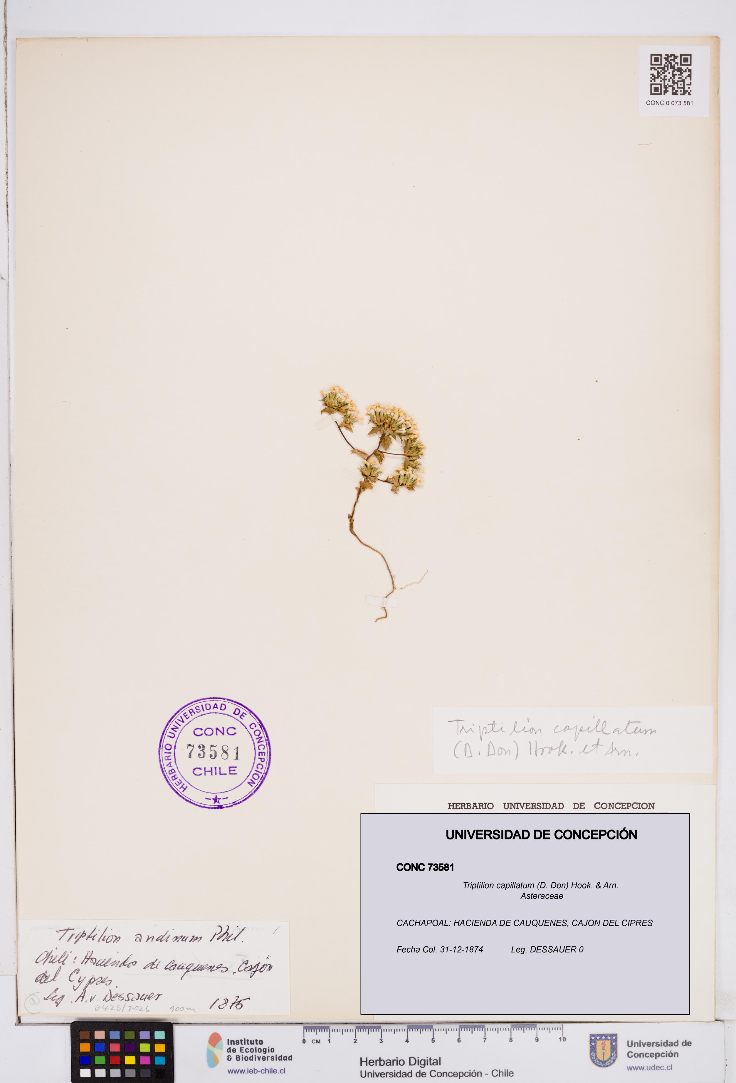 Triptilion capillatum [Espécimen: ]