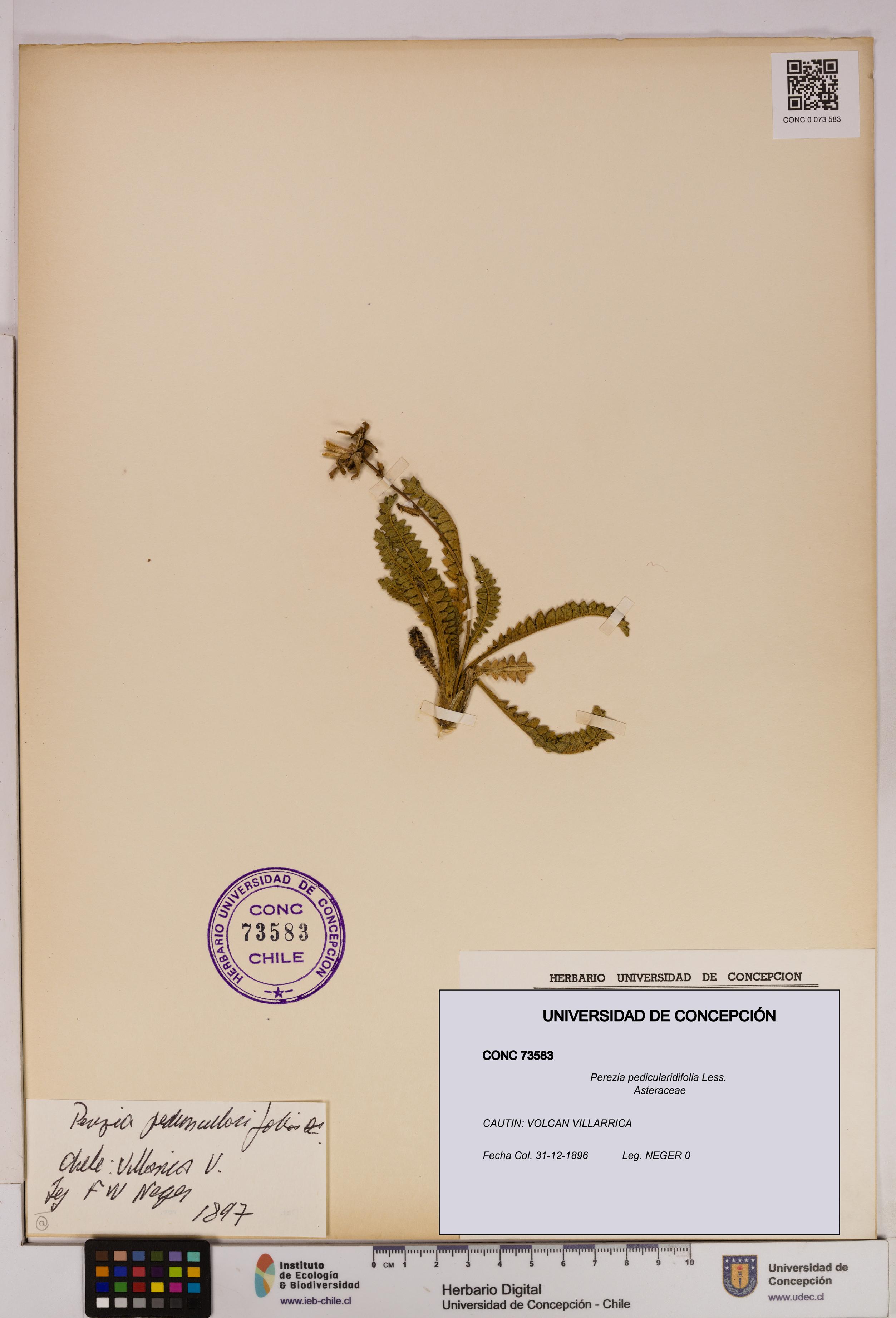 Perezia pedicularidifolia [Espécimen: UDEC:CONC:0073583]