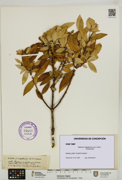 Maytenus magellanica [Espécimen: UDEC:CONC:0073587]