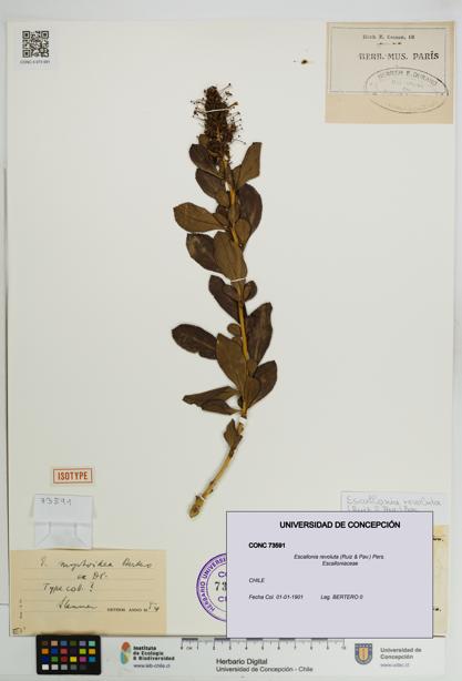 Escallonia revoluta [Espécimen: UDEC:CONC:0073591]