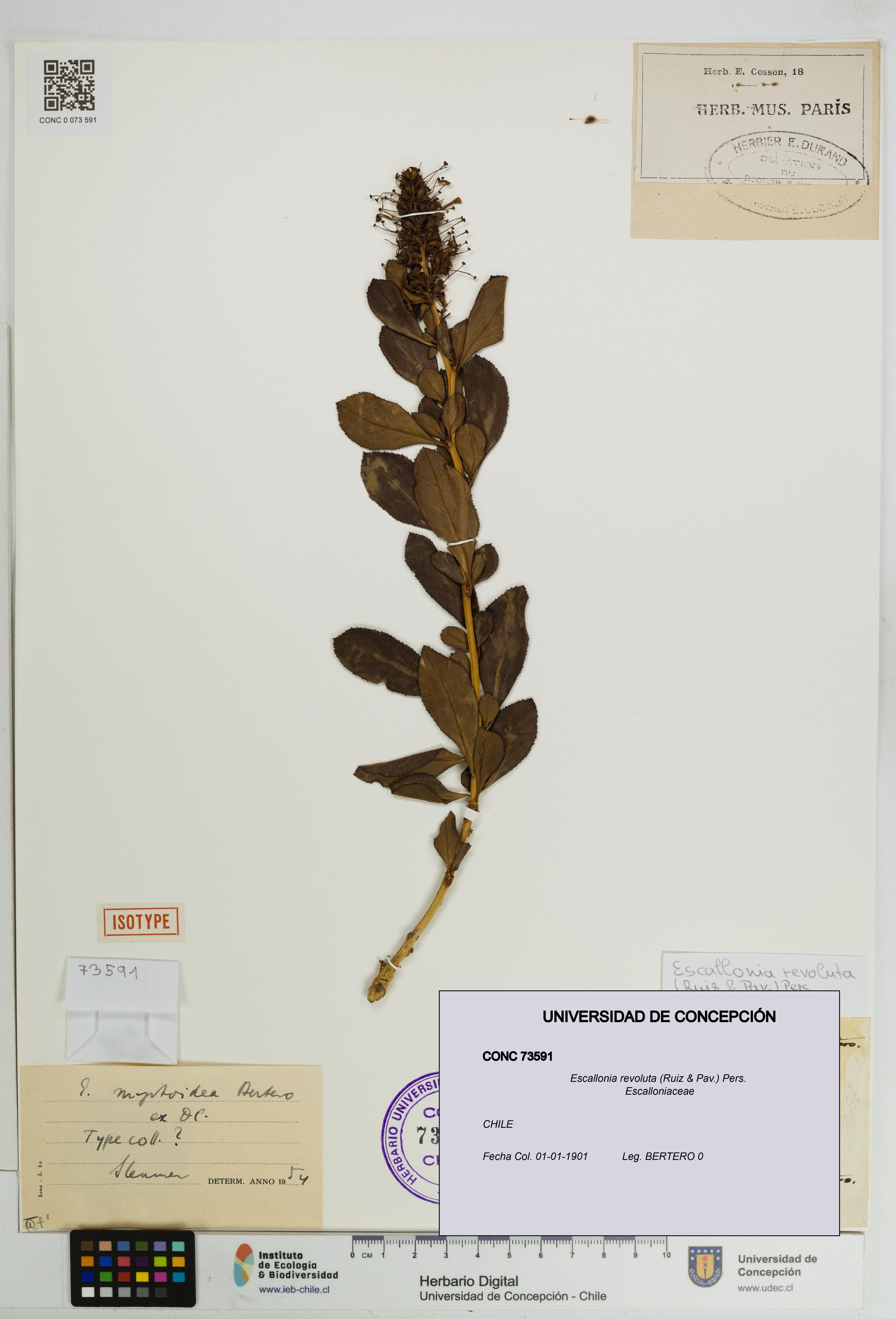 Escallonia revoluta [Espécimen: UDEC:CONC:0073591]