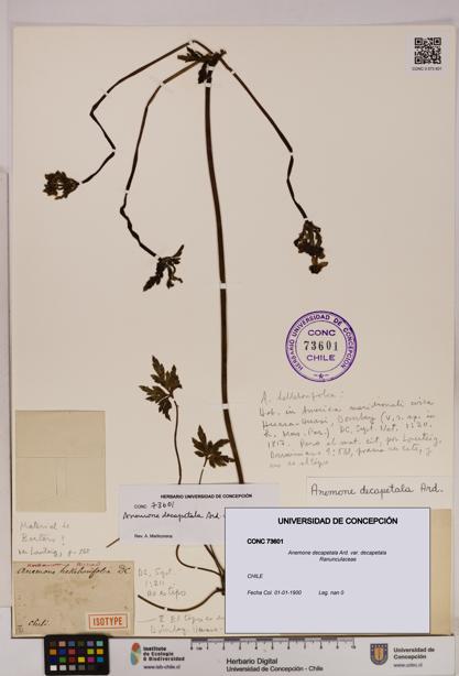 Anemone decapetala [Espécimen: UDEC:CONC:0073601]