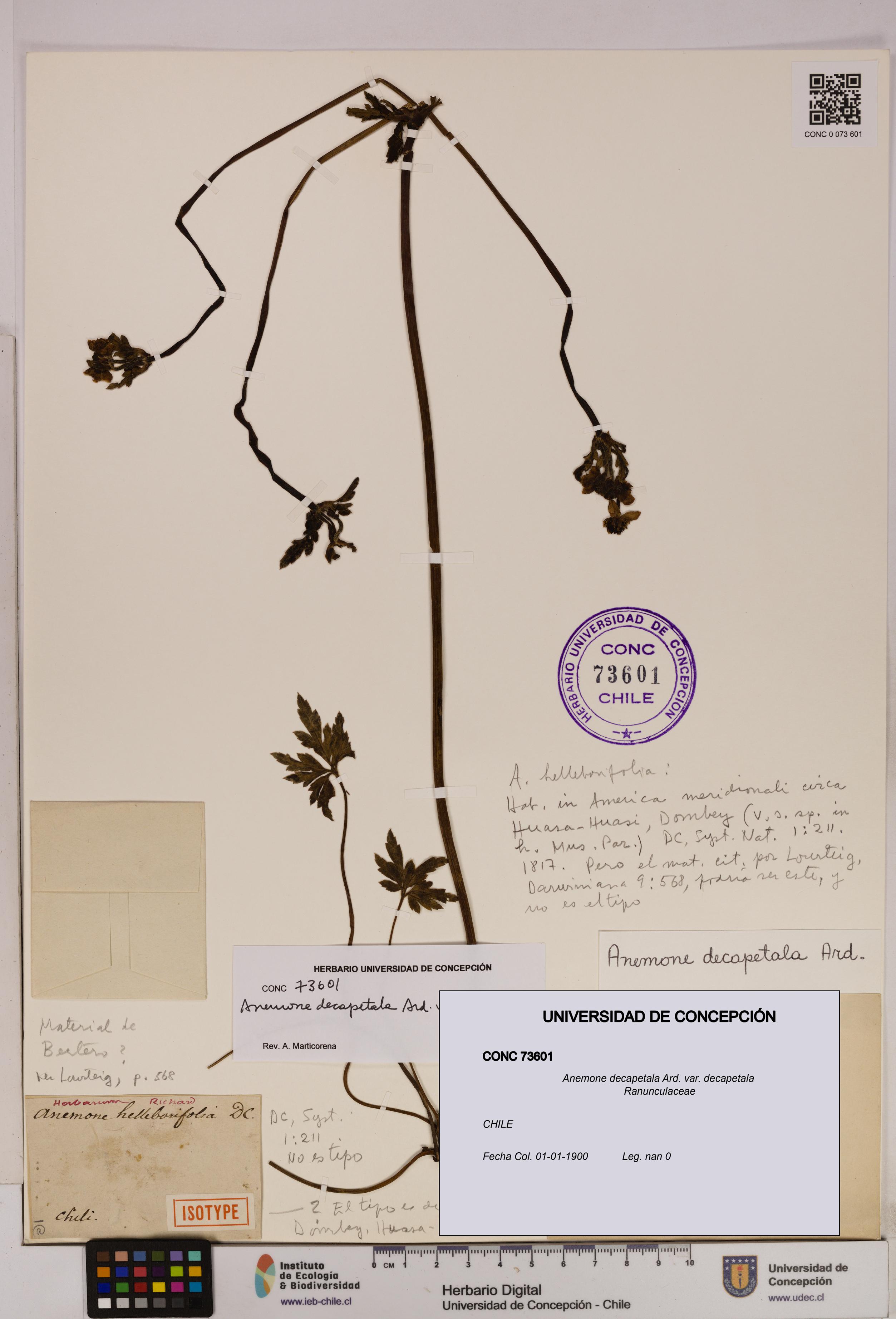 Anemone decapetala [Espécimen: UDEC:CONC:0073601]