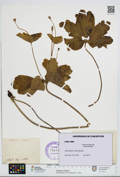 Anemone rigida [Espécimen: UDEC:CONC:0073603]