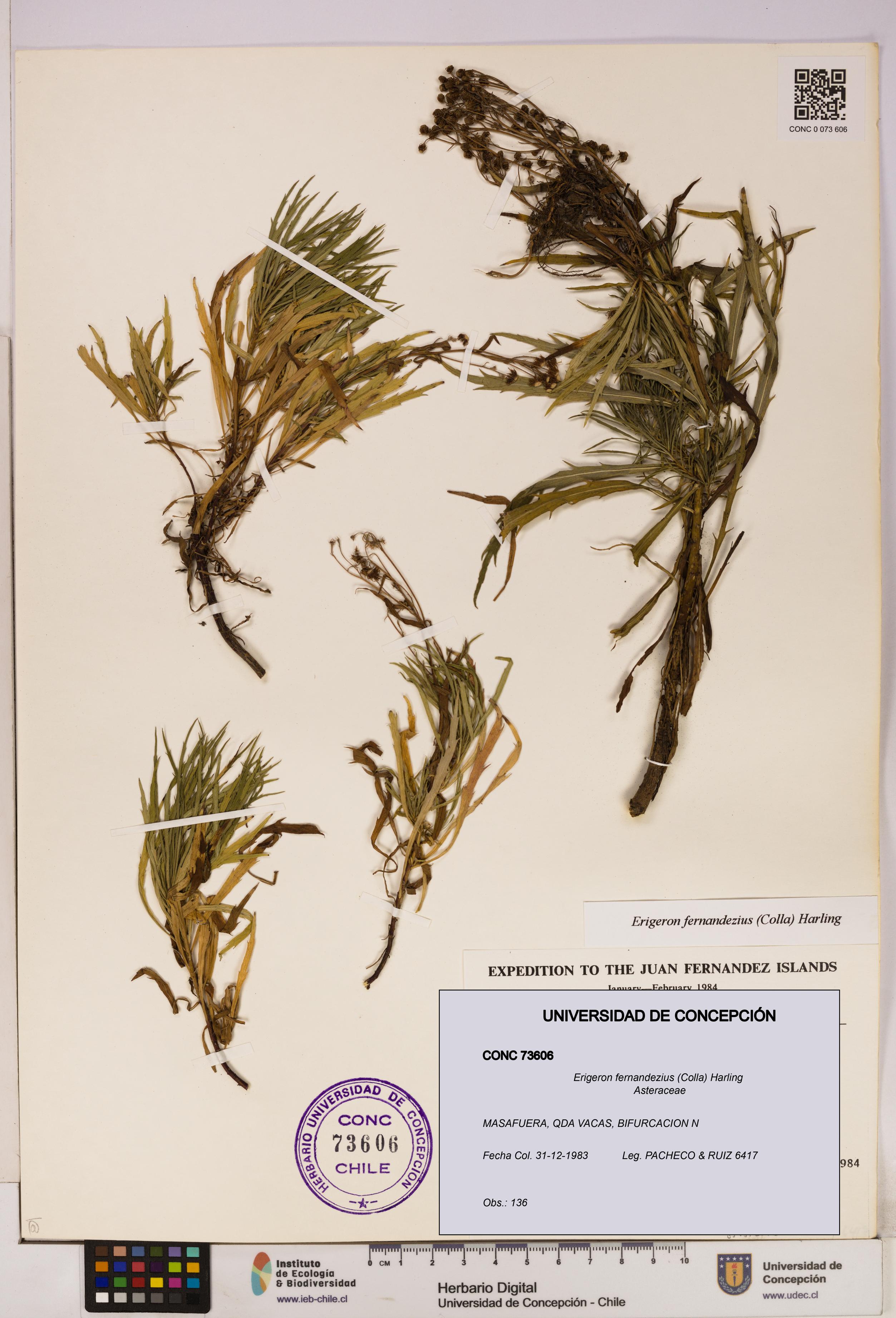 Erigeron fernandezius [Espécimen: UDEC:CONC:0073606]