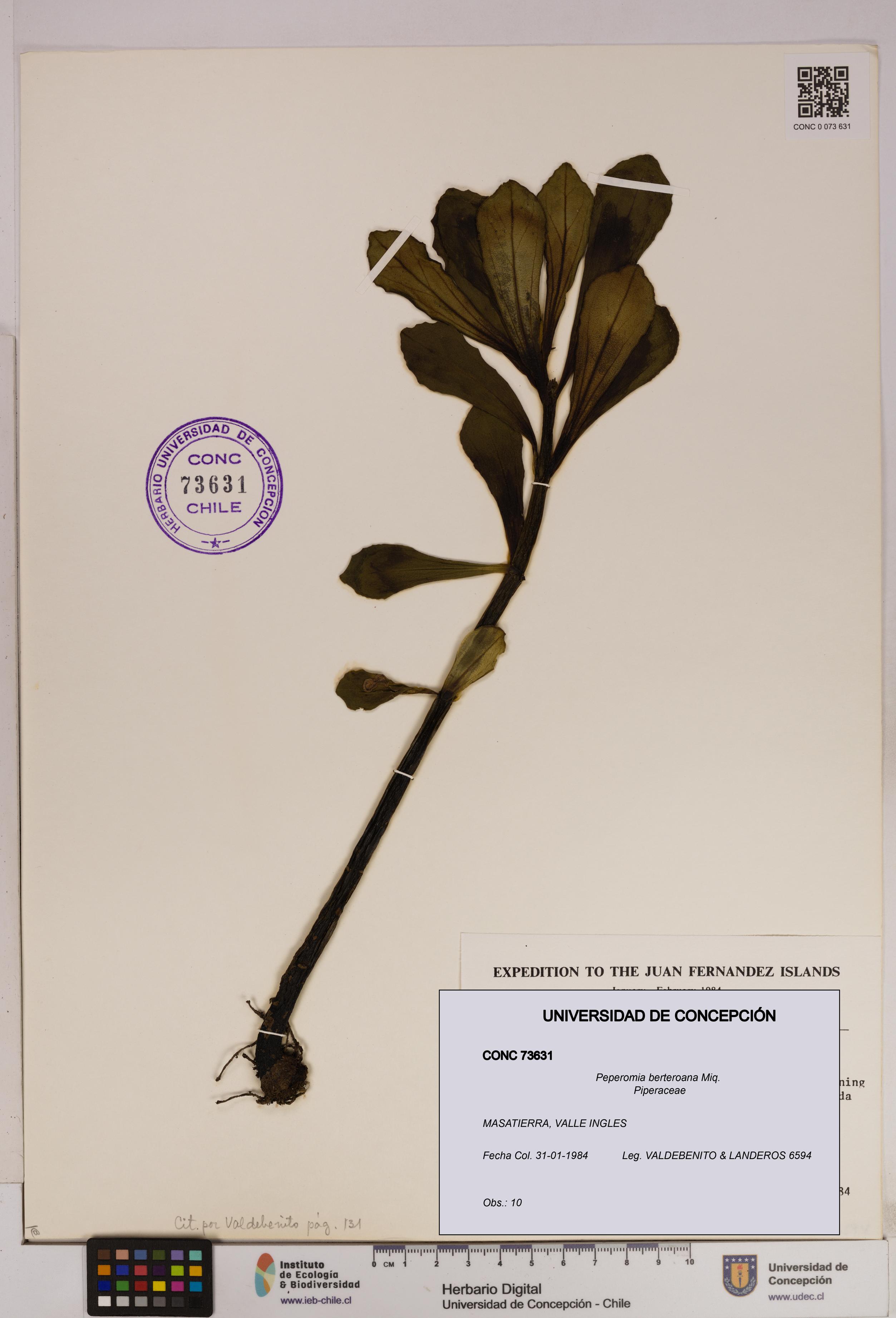 Peperomia berteroana [Espécimen: UDEC:CONC:0073631]