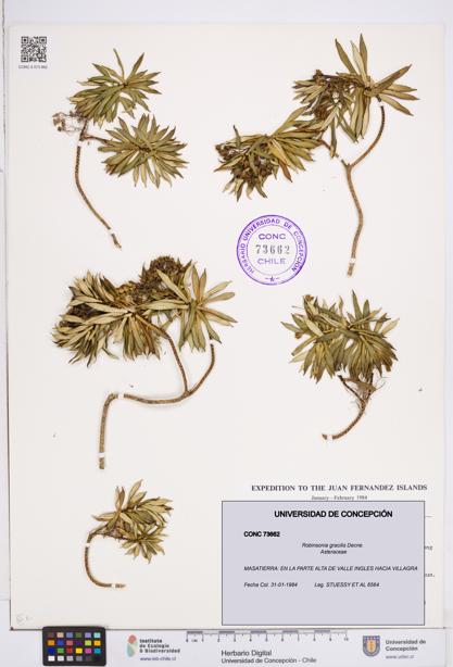 Robinsonia gracilis [Espécimen: ]