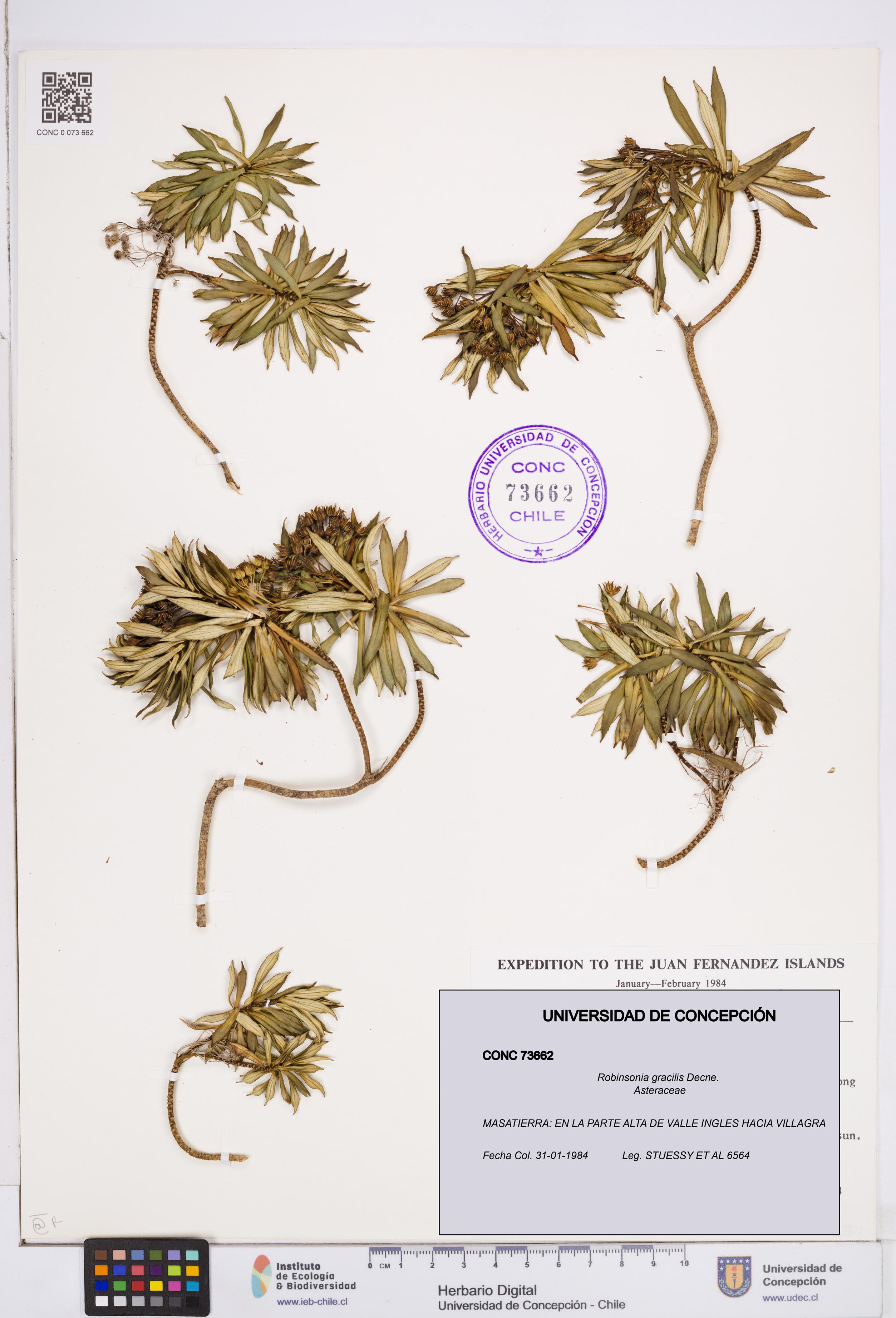 Robinsonia gracilis [Espécimen: ]