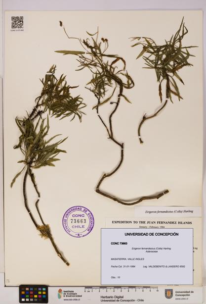 Erigeron fernandezius [Espécimen: UDEC:CONC:0073663]