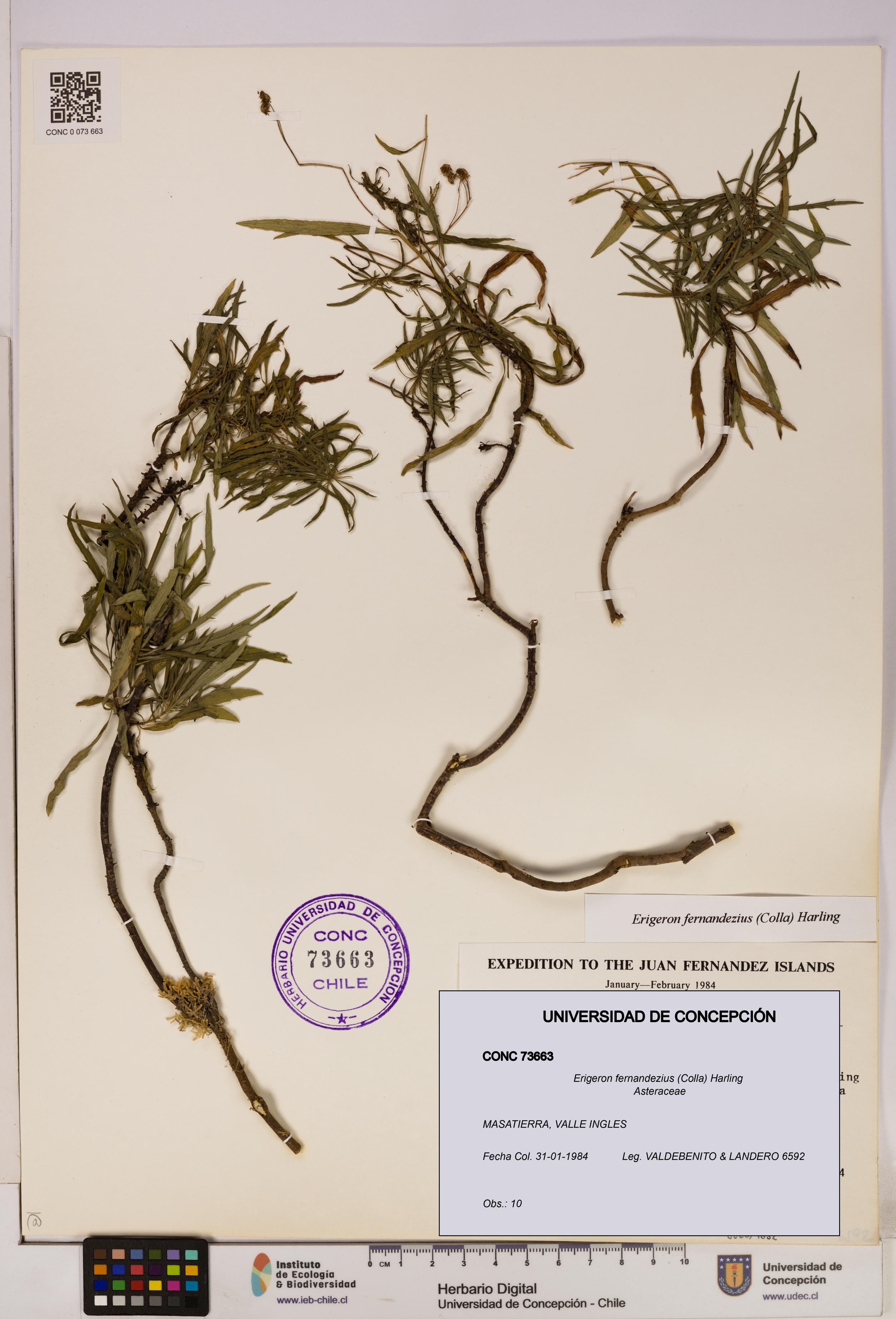 Erigeron fernandezius [Espécimen: UDEC:CONC:0073663]
