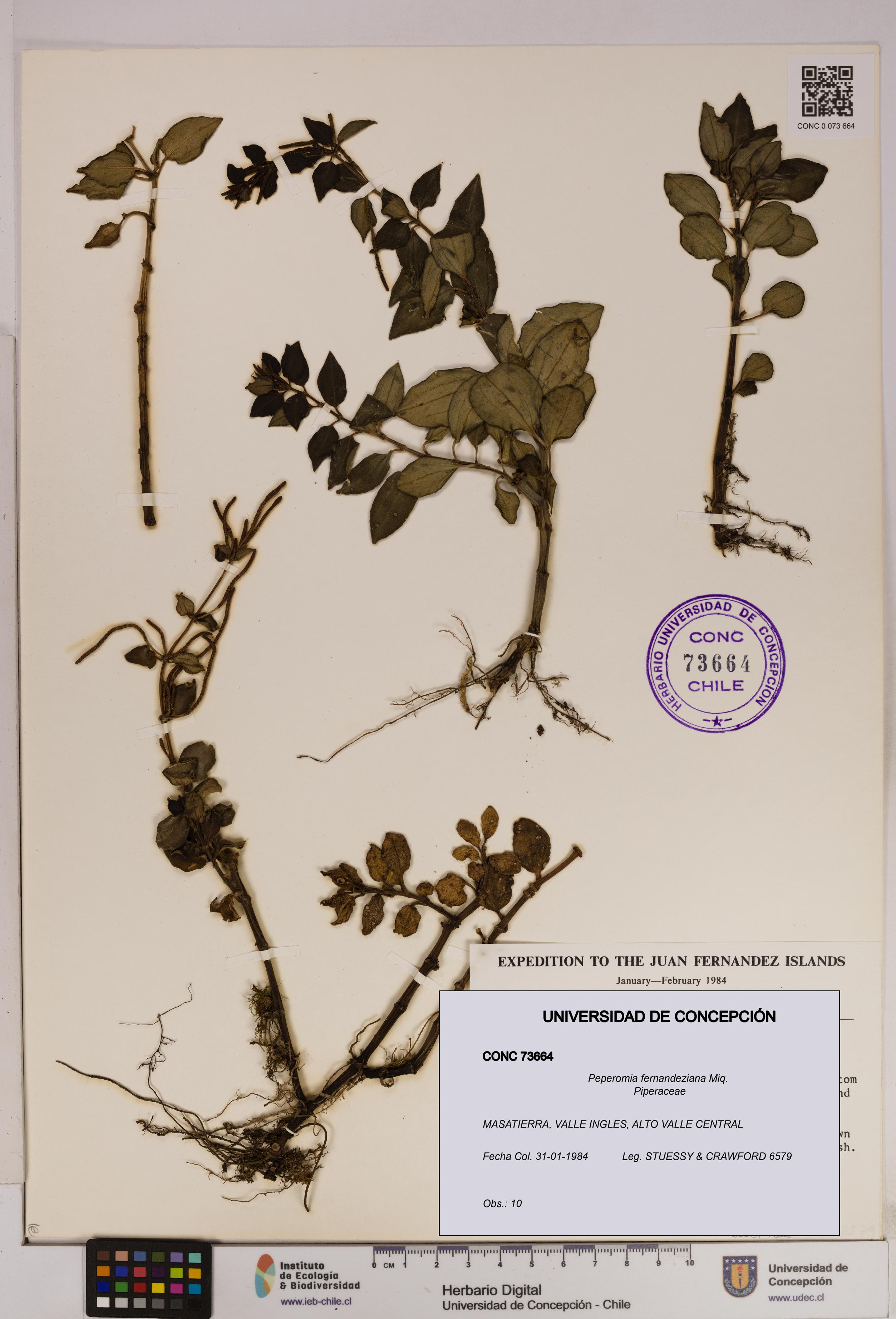 Peperomia fernandeziana [Espécimen: UDEC:CONC:0073664]