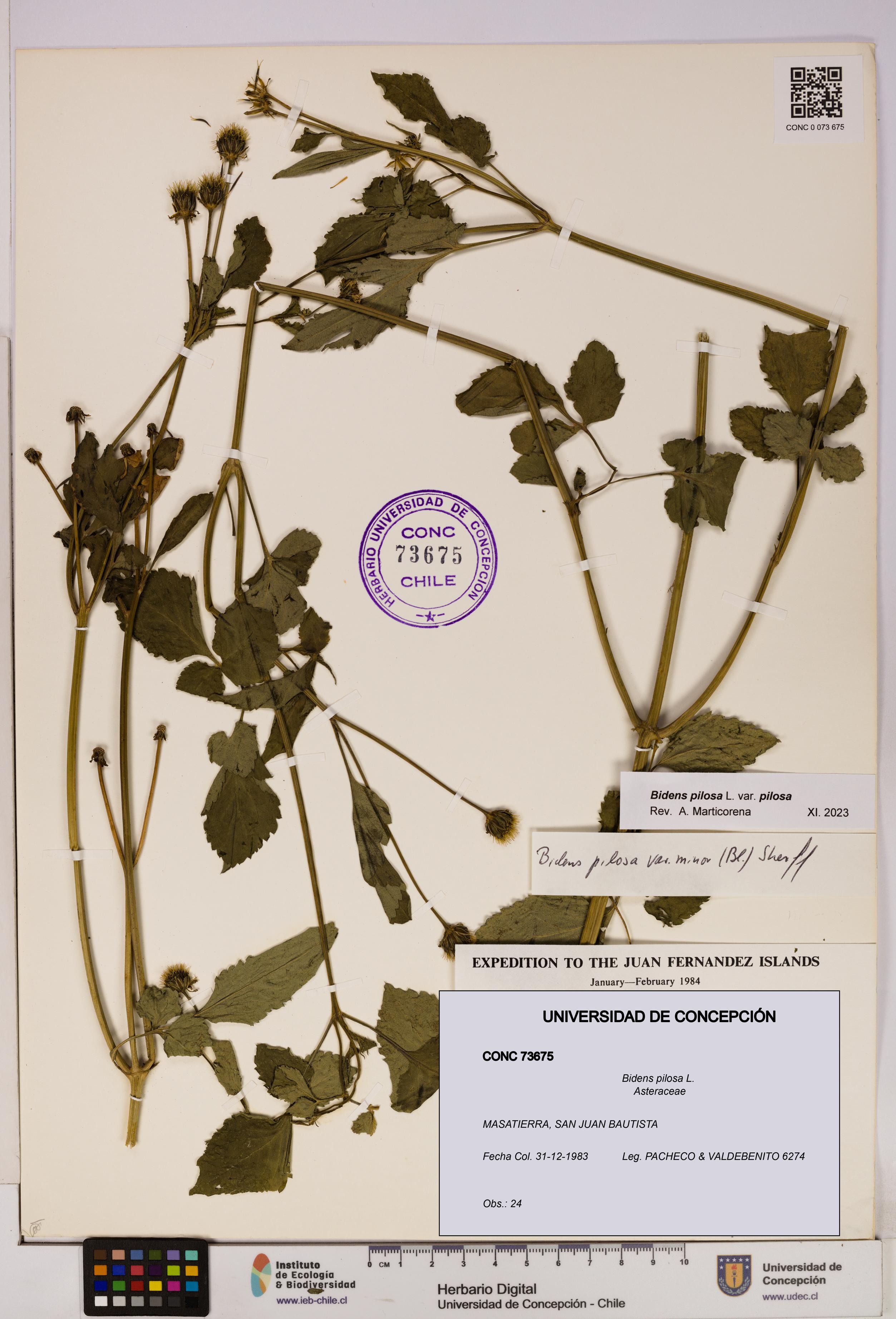 Bidens pilosa [Espécimen: UDEC:CONC:0073675]