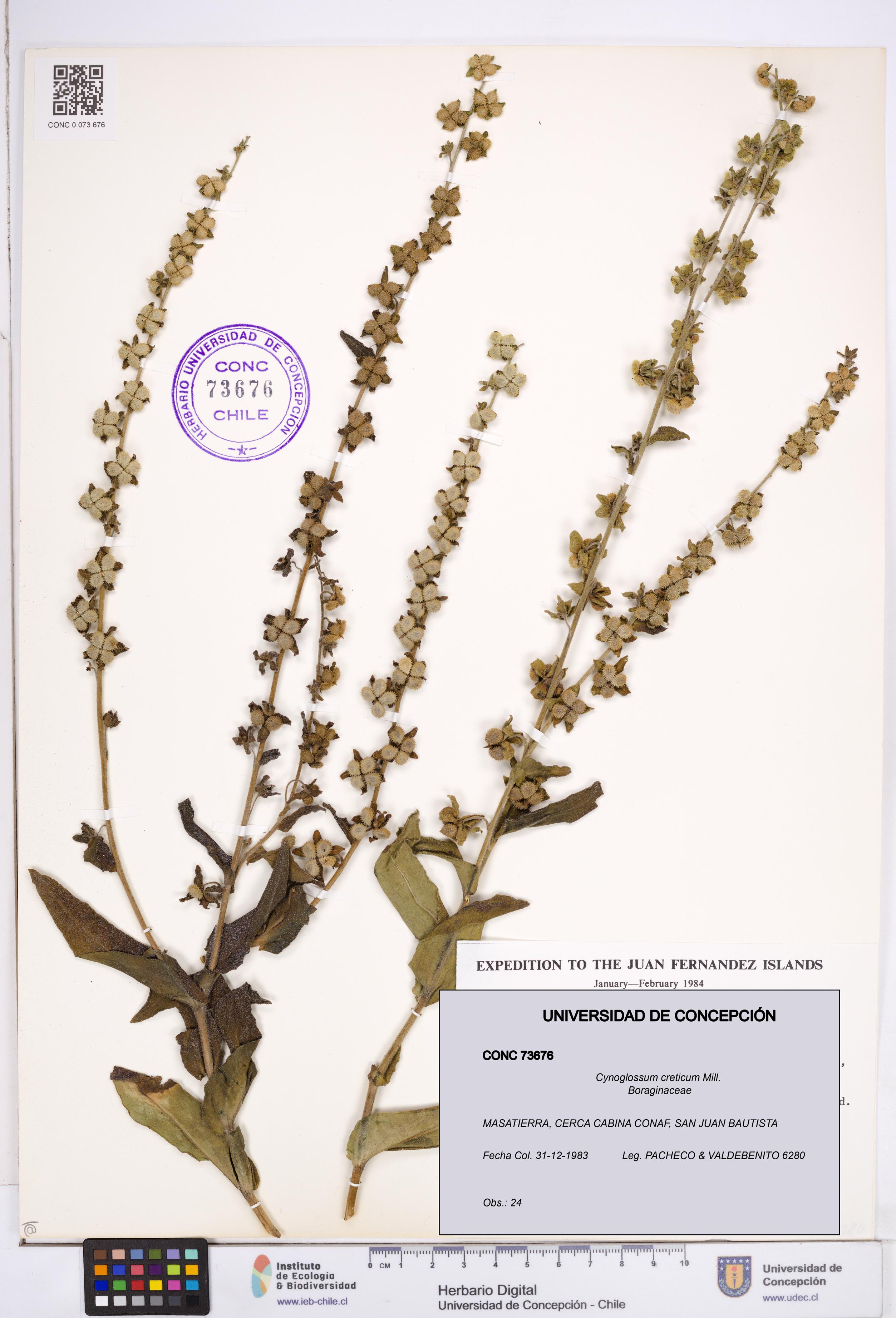 Cynoglossum creticum [Espécimen: ]