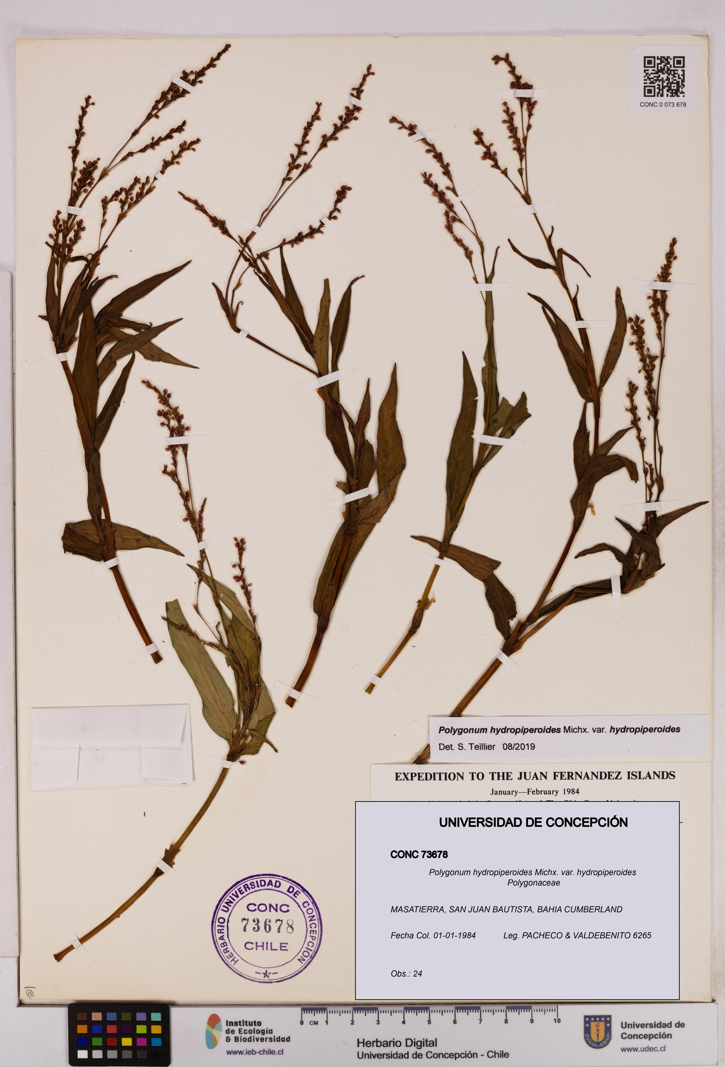Polygonum hydropiperoides var. hydropiperoides [Espécimen: UDEC:CONC:0073678]