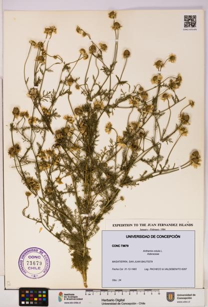 Anthemis cotula [Espécimen: UDEC:CONC:0073679]