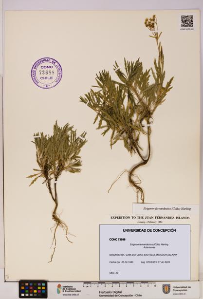 Erigeron fernandezius [Espécimen: UDEC:CONC:0073688]