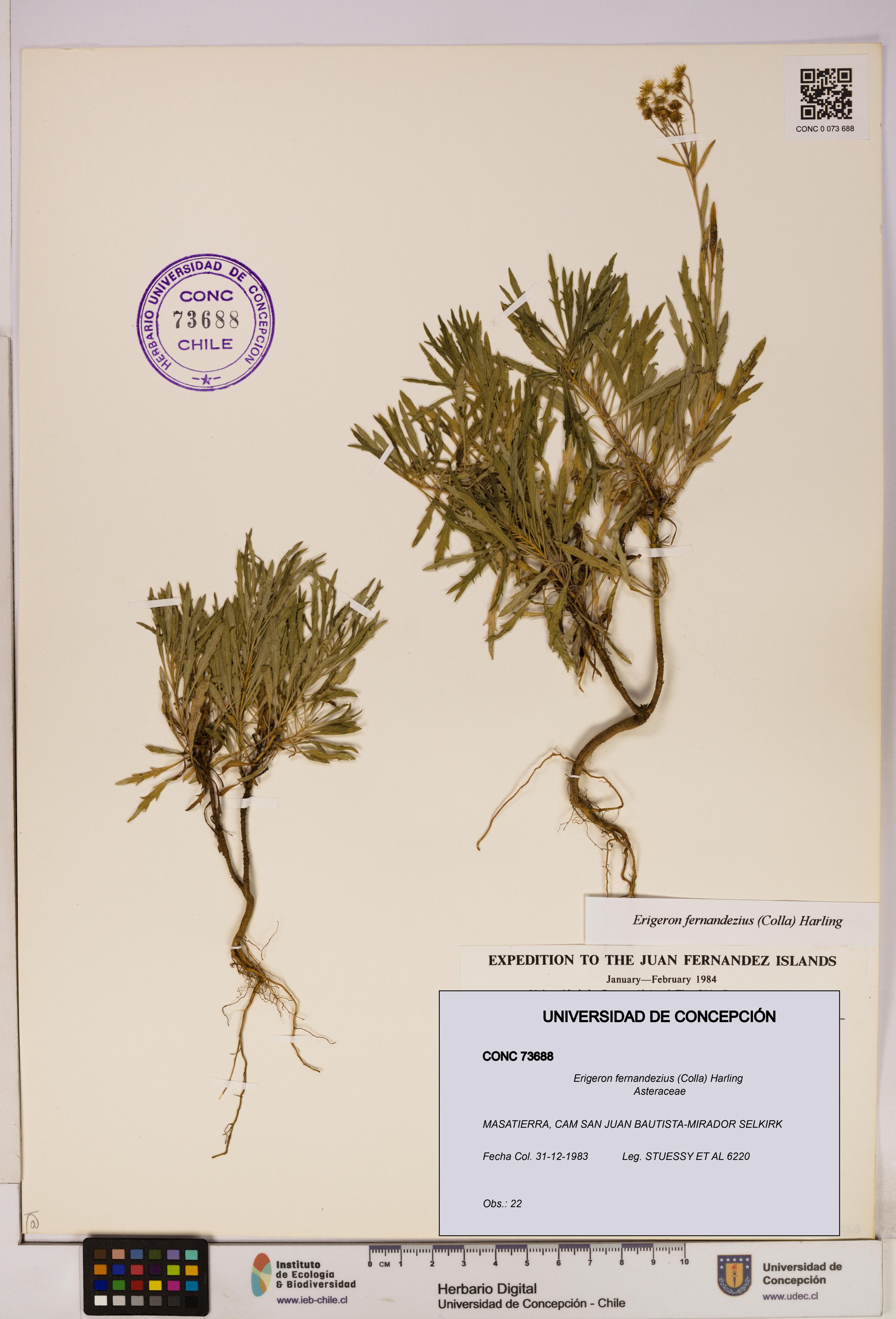 Erigeron fernandezius [Espécimen: UDEC:CONC:0073688]